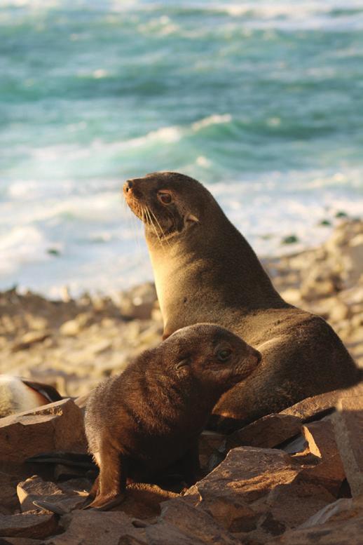 RINGPINGVIN PYGOSCELIS ANTARCTICUS RINGPINGVIN PYGOSCELIS ANTARCTICUS RINGPINGVIN PYGOSCELIS ANTARCTICUS RINGPINGVIN PYGOSCELIS ANTARCTICUS Mach mit von Anfang an!