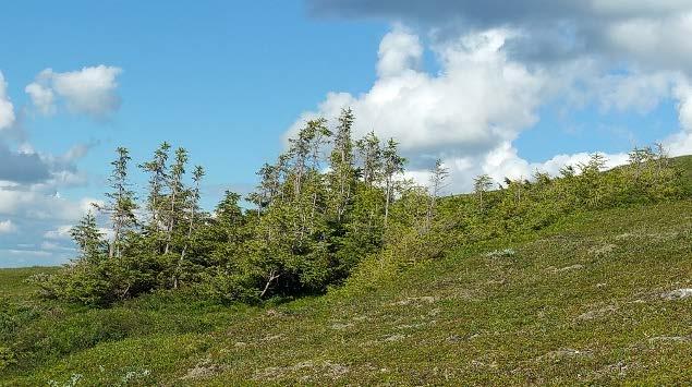 Foto: Jarle W. Bjerke. Figur 4. Sturende gran. Til venstre: Verdal, Trøndelag. Til høyre: Gihttel, Lapland, Finland. Foto: Jarle W. Bjerke. 2.