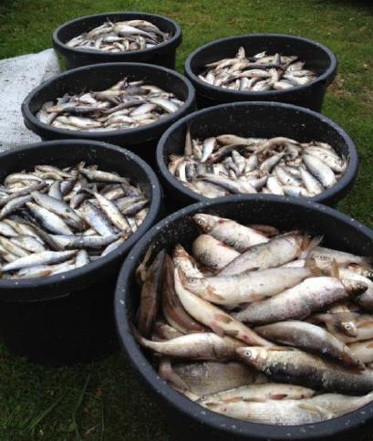 Tiltak Orrevassdraget (2016) Utfisking av planktivore fisk i Frøylandsvatnet Rensking