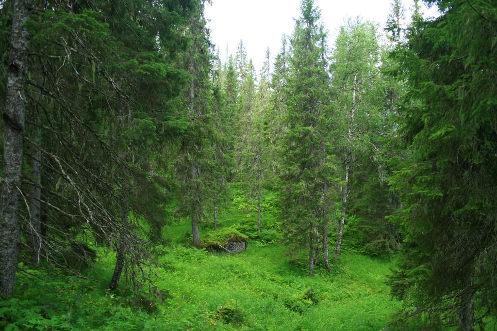 1.2.1 Vegetasjon og geologi Bergrunnen er rik sør-, og fattigere nord for elva. Dette gir utslag i rikere vegetasjonstyper sør for elva, der høgstaude- og storbregnegranskog er en vanlig naturtype.