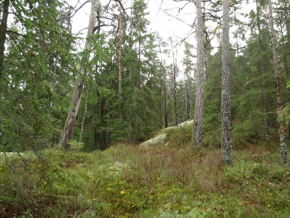 læger i eldre granskog i