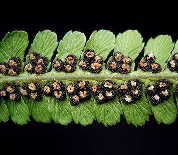 Sisselrot Polypodium vulgare (se første figur tv) er et godt pedagogisk eksempel på dette. Hos andre er sorus som ung dekket av en hinne, som kalles slør (indusium).