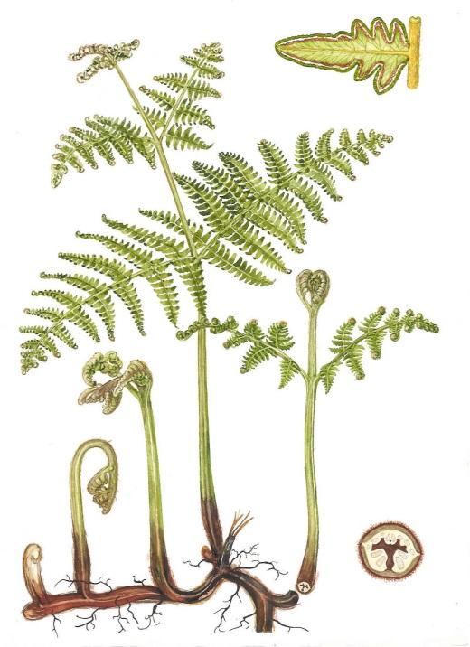 Orden POLYPODIALES (1)Basale grupper innen ordenen: Einstapefamilien Dennstedtiaceae er hovedsakelig tropisk, men har en representant som er verdens vanligste bregne, og som selvsagt også finnes hos