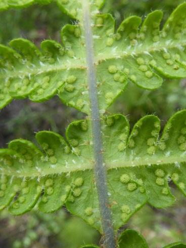 Lodnebregnefamilien Woodsiaceae er en liten familie med tre slekter, bare en av dem hos oss: lodnebregne Woodsia, med tre arter.
