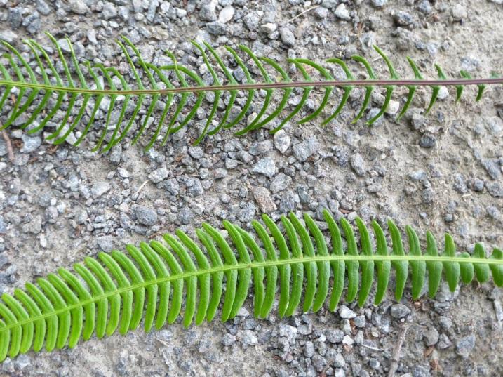 Vi har én art: strutseving Matteuccia strutiopteris, vår mest elegante tuedannende bregne, der de lansettformete dobbeltfinnete bladene danner utpregete trakter som kan se ut som kjempestore