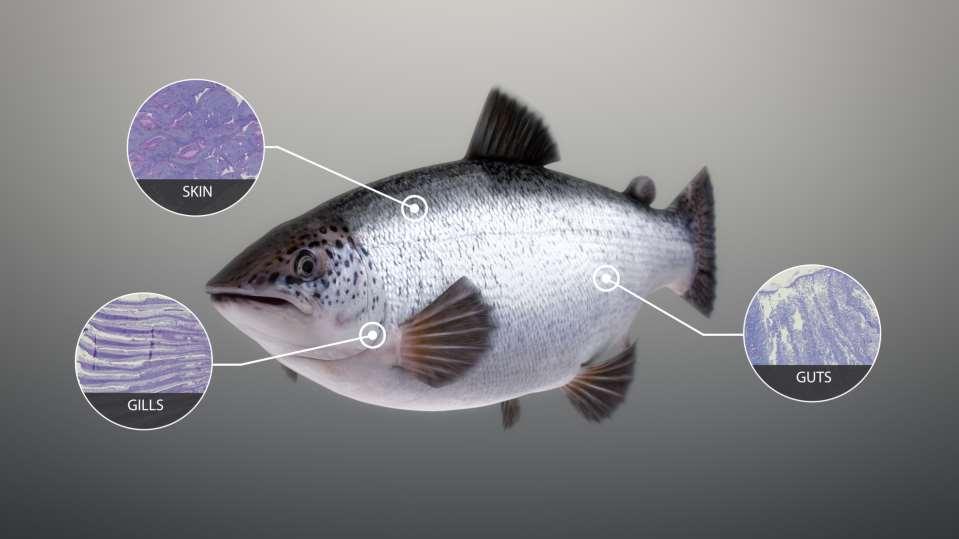 Et nytt velferdsverktøy screening av fiskens selvforsvar Sjøvann = patogen