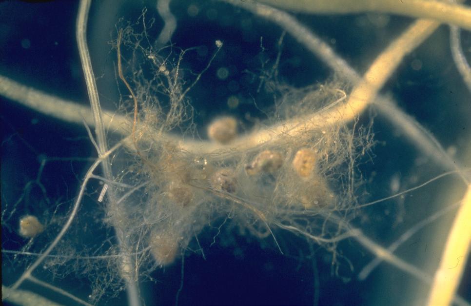 Røtter med mykorrhizasopp. De tykkeste strukturene er røtter (piler) og de tynneste (ulne strukturer) fremst i bildet er sopphyfer (rød sirkel).