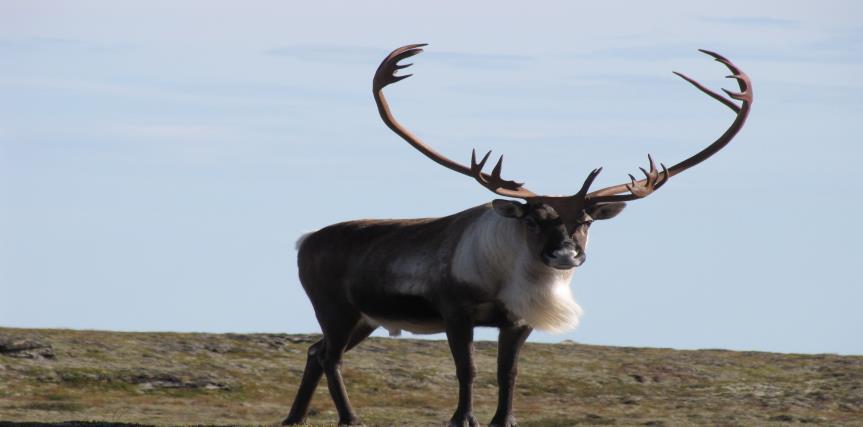 Anadrome, langtvandrende, storørret