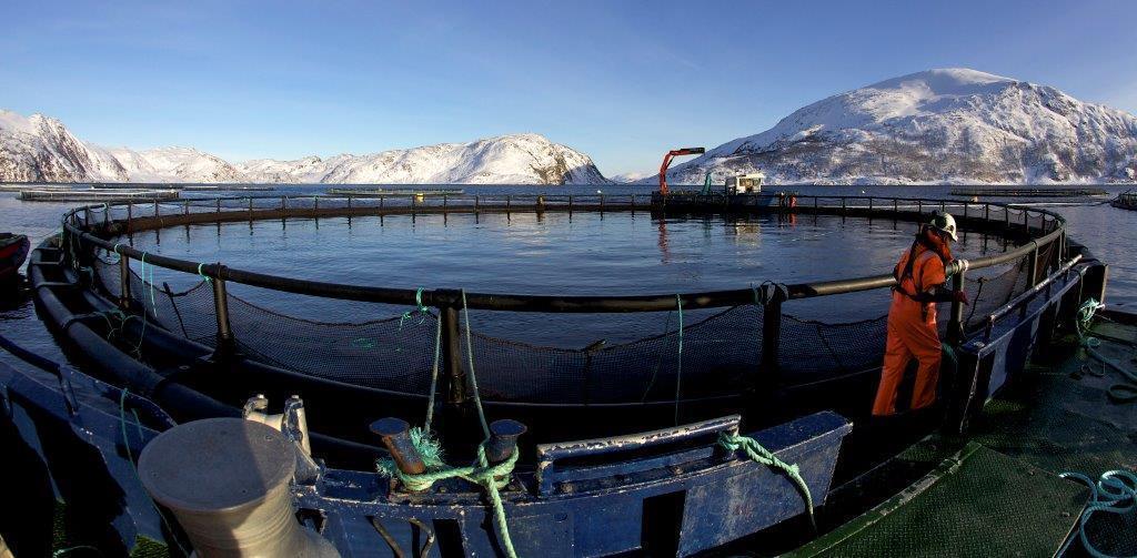 Havbruk 8 lokasjoner er lagt ut, 7 tildelt Foreløpig en grønnkonsesjon Mulighet for undervisningskonsesjon Samarbeid med Nordkapp maritime