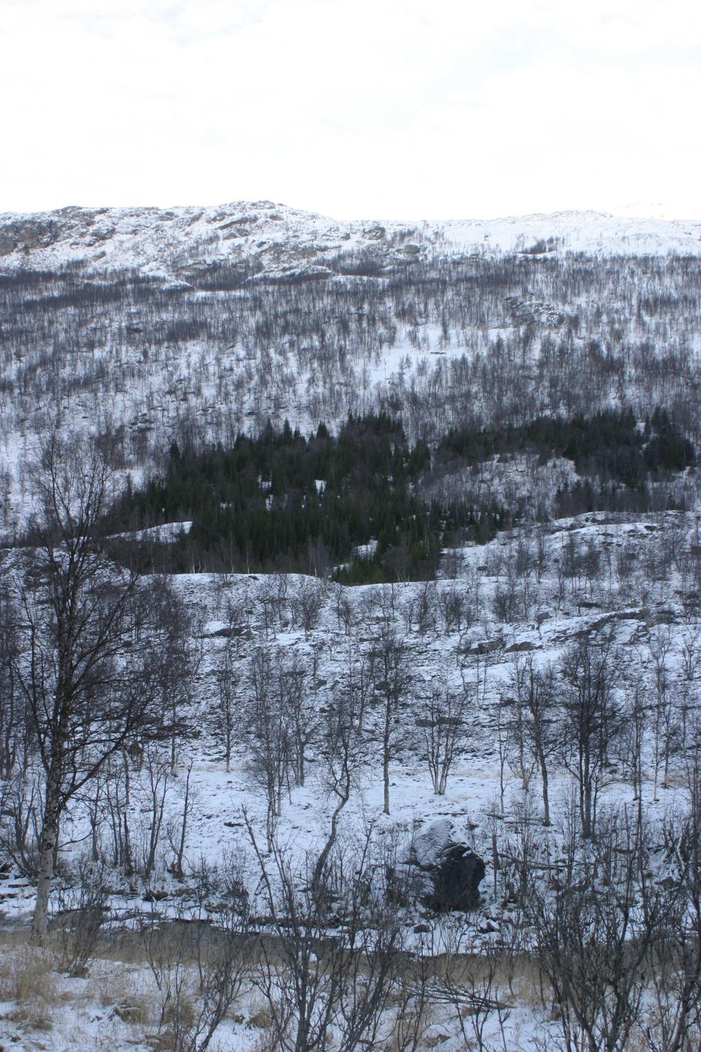 Bilder fra området Oksfjorddalen De indre delen av skogslia var hardt uthogd og tresalgskiftet til gran.