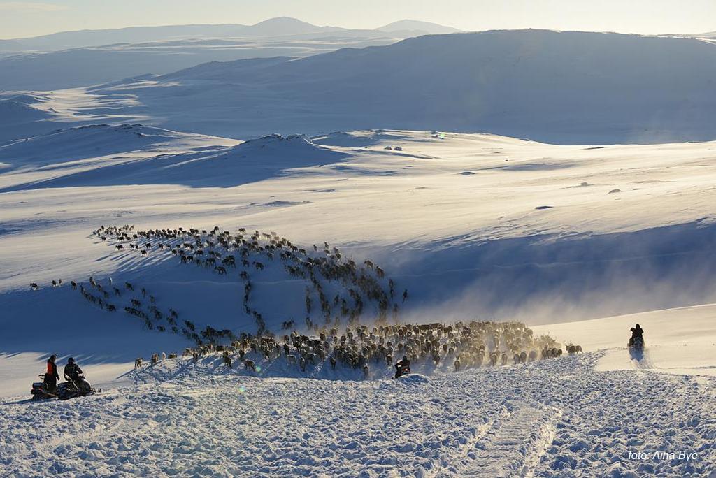 Nasjonal ramme for vindkraft på land Reindriftsvurderinger av analyseområder som berører samisk reindrift