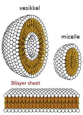 Fasit Cellen 1) Et dobbelt lag med fosfolipider.