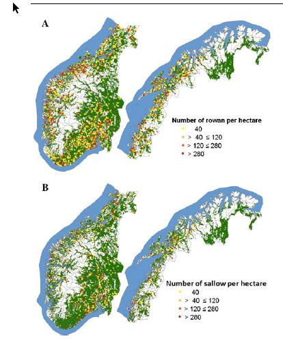 Utbredelse og tetthet av rogn og selje i Norge med unntak av Finnmark.