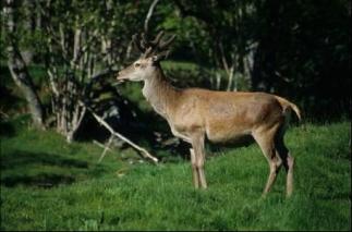 Size: 20 x 20 m Moose: 47
