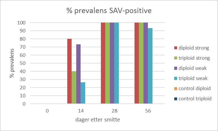 Delprosjekt 2b) SAV Mottakelighet for SAV3 skulle undersøkes i diploid og triploid SAV QTL-laks fra AquaGen.