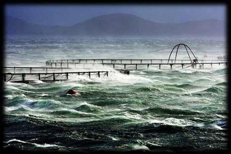 Sjømatnæringene kan bli en av de store klimataperne Forsuring og økt temperatur med redusert oksygennivå skaper bekymring hos de marine næringer