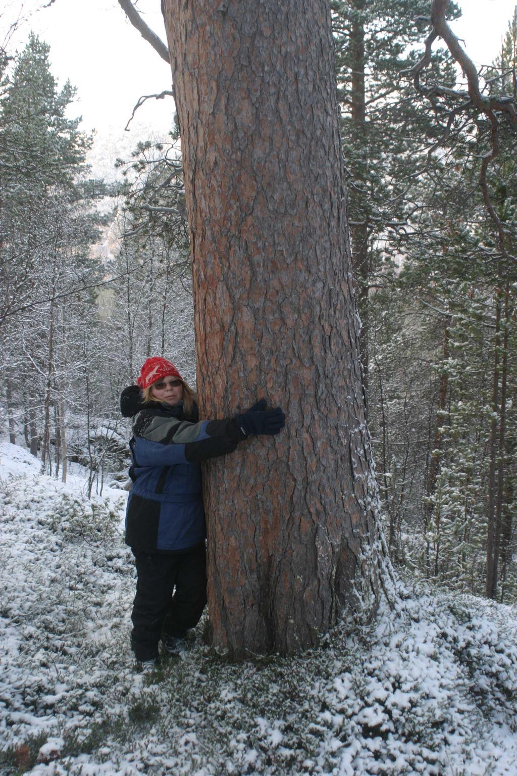 Bilder fra området Lindovara Deler av furskogen hadde store dimensjoner.