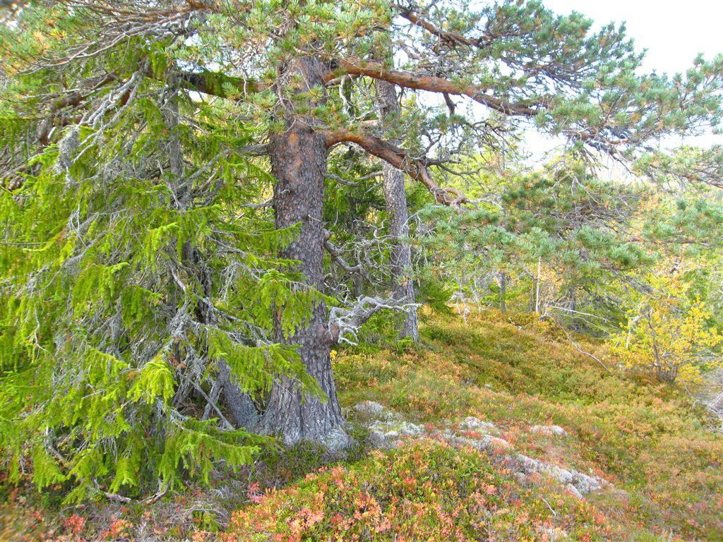 Foto: Øystein Røsok Gammel, grov furulåg