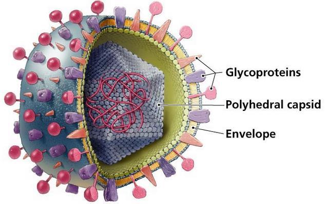 Varicella-zoster-virus (VZV) De fleste smittes av VZV som barn > 90 % av de voksne er