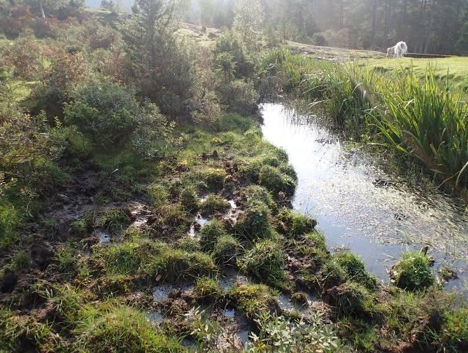 Likevel førekjem det rekruttering av elvemusling i elva. Den største miljøutfordringa for elvemuslingen er beitinga av storfe i øvre delar av elva, ovanfor området med høgast tettleik av musling.