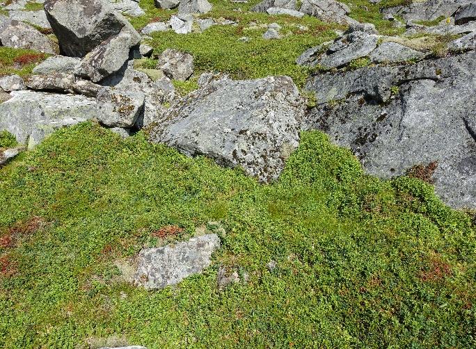 2e Rishei Økologi: Risheia hører først og fremst til i lågfjellet eller på åpne areal under skoggrensa.