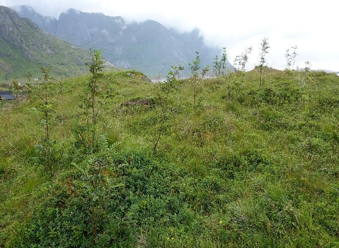 Frodig rishei med oppslag av rogn på Vindstad. ENGSAMFUNN I FJELLET 3a Lågurteng Økologi: Lågurteng opptrer i ulike utforminger.