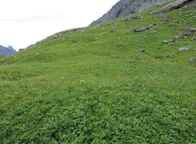 3b Høgstaudeeng Økologi: Høgstaudeeng opptrer på steder der jorda har rikelig tilgang på oksygenrikt sigevann som i lisider, forsenkinger eller langs elver og bekker.