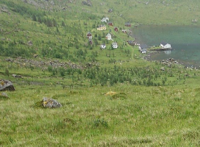 Forekomst: Små areal av engbjørkeskog er kartlagt i Kjerkfjorden og ved Nabblisvadet, Rostad og Hansneset. Den utgjør mindre enn 1 % av arealet.