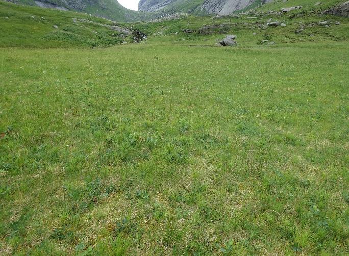 Dette skaper frodig vegetasjon av gras, halvgras og urter. Fuktenger med forsumpa engsamfunn i soner innenfor havstrand eller ved bredda av vann og vassdrag inngår i samme vegetasjonstype.