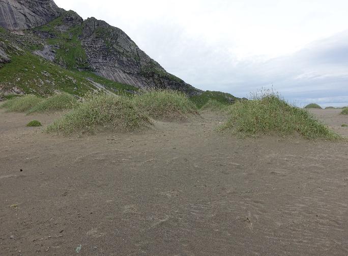 reinrose, fjellsmelle, flekkmure og fjelltistel. I kartleggingsområdet er strandrug dominerende art. Driftvollene er ei svært kompleks gruppe med flere varianter.