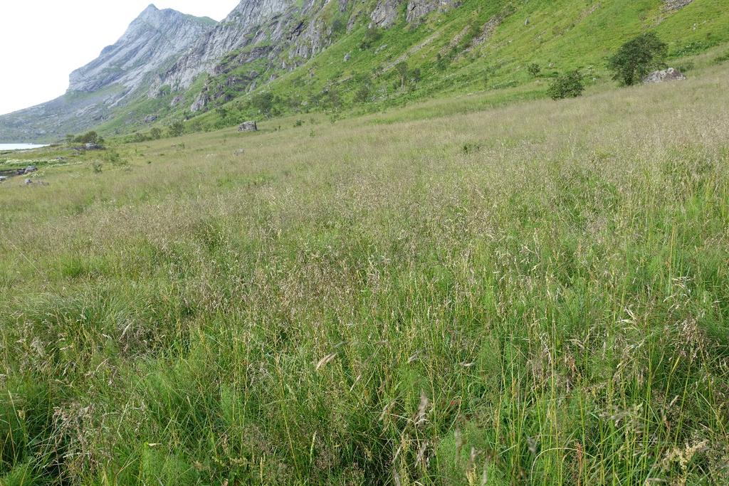 5.4 Vegetasjon og beiteforhold Dette kapitlet beskriver vegetasjon og beiteforhold i kartleggingsområdet: Bunesfjorden-Buneset og Kjerkfjorden-Horseid.
