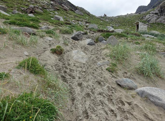 Nye parallelle stier dannes også i flatt terreng, tilsynelatende uten sammenheng med at eksisterende sti er ødelagt av erosjon.