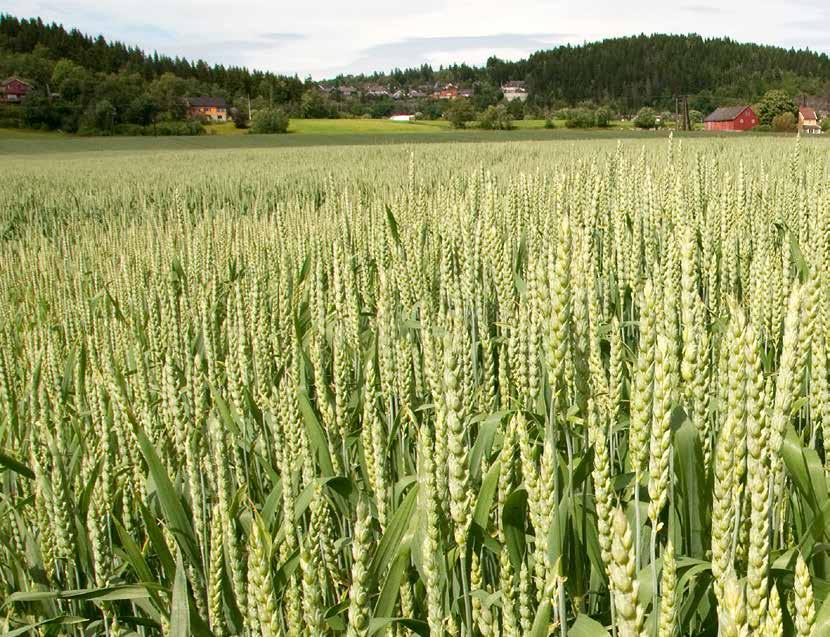 1 Avtalepartene (Landbruks- og matdepartementet, Norges Bondelag og Norges Bonde- og småbrukarlag) Bestemmer målpris 2 Kornbonden Selger sitt korn til en kornhandler.