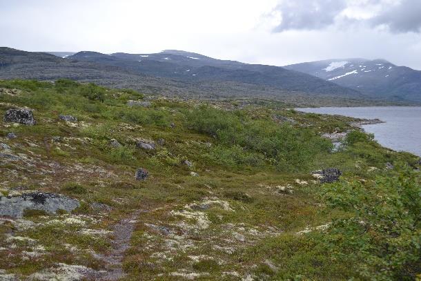 Trafikk/påkøyrslar gjerder Høgt beitepress Mangel på