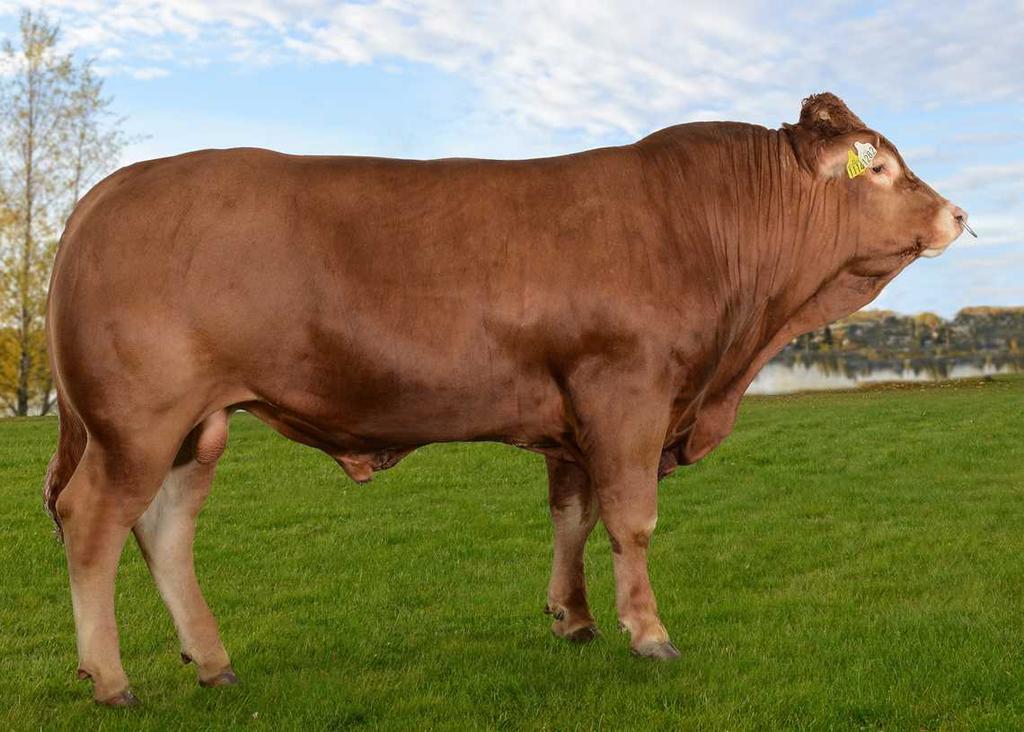 !! Jovna av Gorseth Bruksokser 2018/19 Dette er okser som har sikre tall for kalving og produksjon, men mindre sikre tall for moregenskaper.