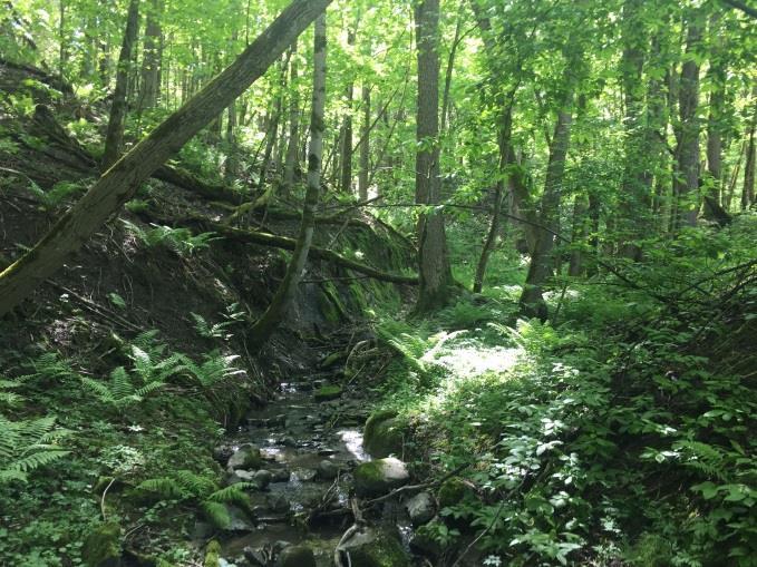 22 av 46 Skog- og landbruksområdet opp mot Fjellsveien er vanskelig tilgjengelig fra, som følge av det