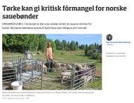 bønder vurderte å sende dyr til slakting pga.