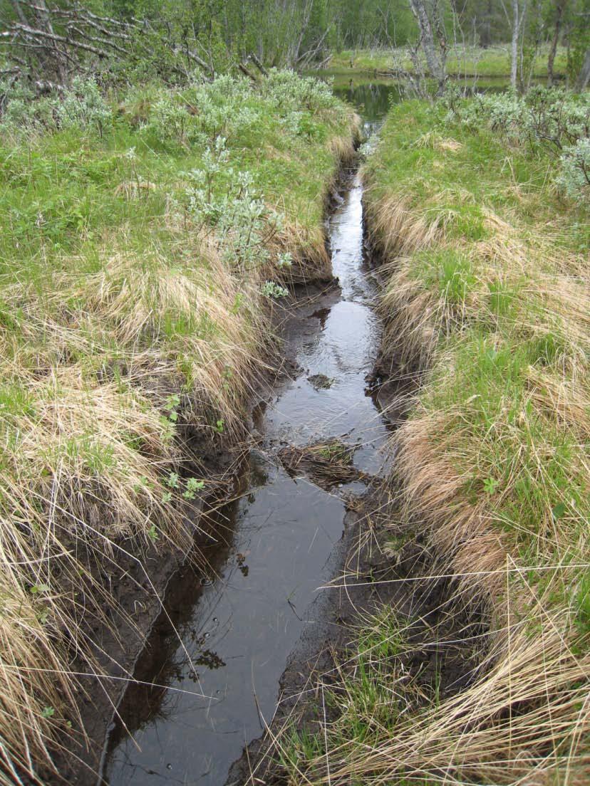 Bilde 2.1: Rikmyra på nordsida er grøftet. Selv om vassdraget er regulert, og mye av vannet er ført bort fra elva, har området landskapsmessige kvaliteter.