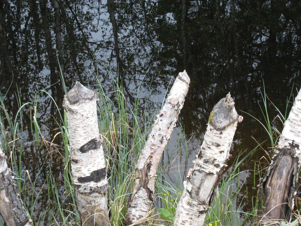 Bilde 2.5: Bjørker felt av bever i prosjektområdet. Prosjektets influensområde har middels verdi for biologisk mangfold. 2.3 Brukerinteresser Området omkring Gulsetsaga benyttes til både friluftsliv og idrett.