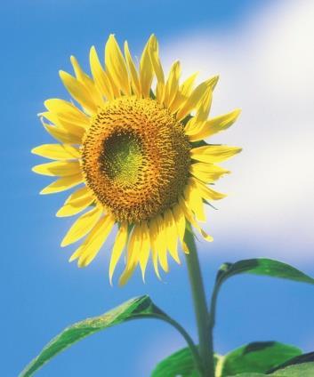 Oppgave 10 Jan planter en solsikke med høyde 10 cm. Han måler høyden H(t) til solsikken etter t dager. Tabellen under viser noen av de målte verdiene, der H(t) er gitt i cm.