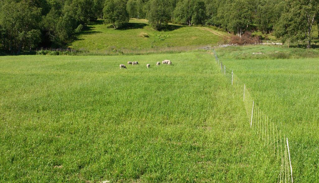 VOL. 4 - NO. 27-2018 Høstsådd rug til sauebeite i fjellbygdene Godt vårbeite før utslipp på utmarksbeite er enkleste og sikreste måten for å oppnå god tilvekst hos unge lam.