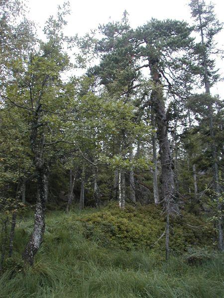 Klepsland Furuskog med grov furu i