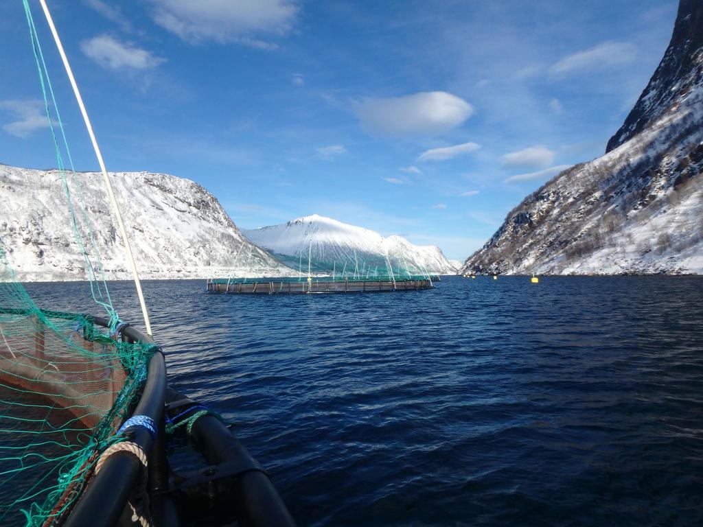 Data etter sjøsetting Fisk satt ut 9. og 11.