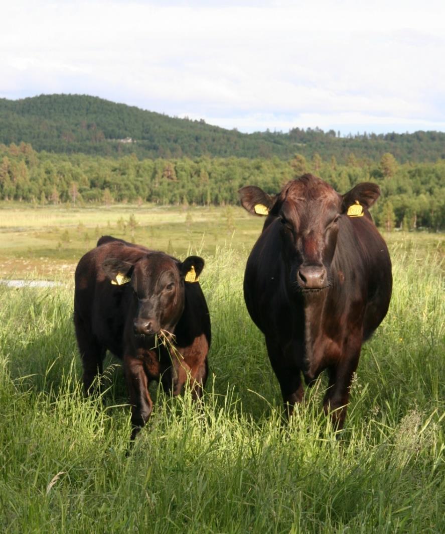 Aberdeen Angus