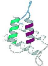 Prioner PrP C Proteiner som finnes hos organismer