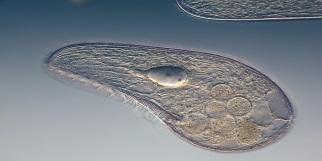 Bakterier Mikroorganismer Virus Selvstendige livsformer man ikke kan se med det blotte øye Protozoa