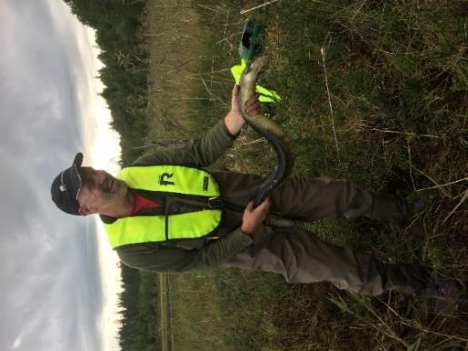 På strekningen over vandringshinder for gjedde ble det under elfiske påvist alle aldersklasser av ørret og god tetthet.