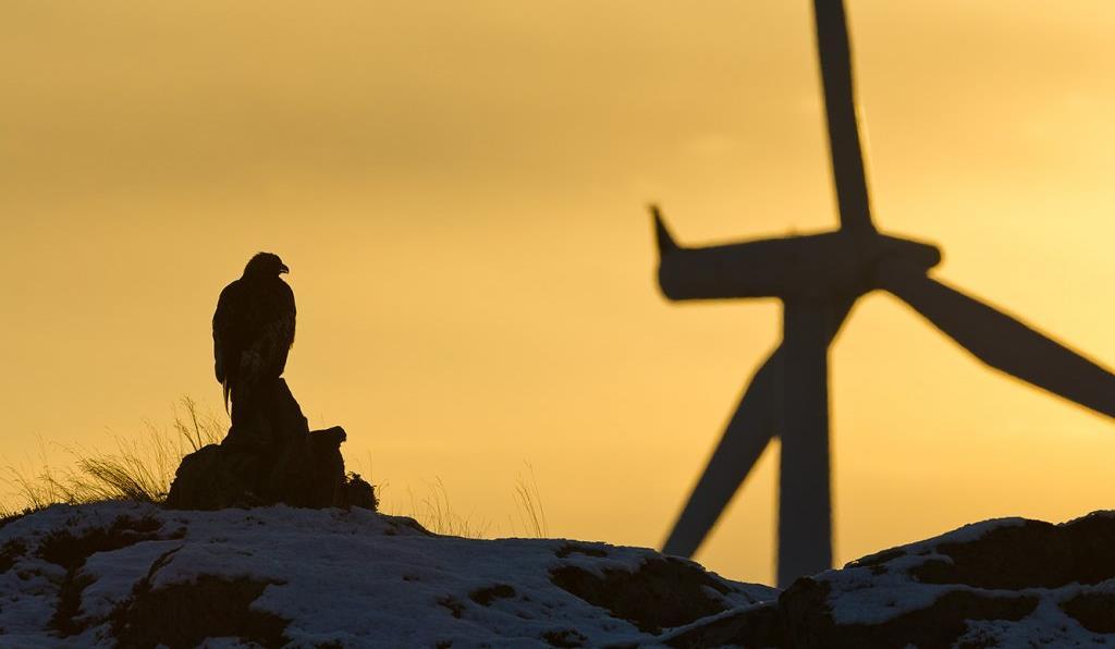 Smøla (Trinn 1 2002/trinn 2 2005) Starten på Vindkrafteventyret : Smøla 68 turbiner plassert midt i en av verdens tetteste