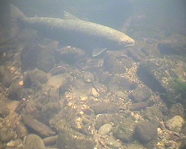 Number of spawning redds Gytegroper vs