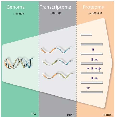 Proteome 2.000.